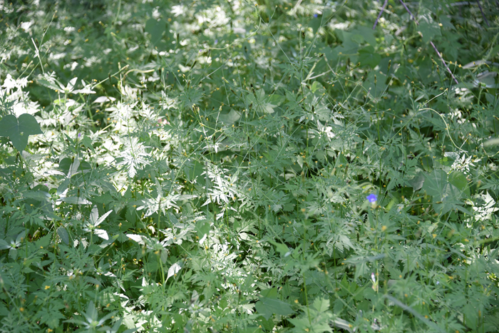 Fewflower Beggarticks grows up to 1 foot or so with solitary floral heads on tips of long slender stems. This species is found in AZ, NM and TX near the Rio Grande River and prefers elevations from 3,000 to 6,000 feet. Bidens leptocephala